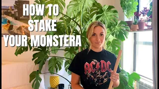 How To Stake Your Monstera Deliciosa