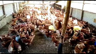 Cage Free Hybrid Layers || Poultry-farming in Kenya Africa.