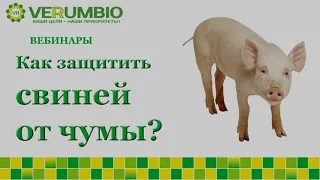 КАК ПРЕДОТВРАТИТЬ ЧУМУ?