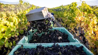 2023 Lewis Vineyard Pinot Noir Harvest