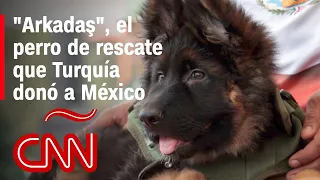 Este es “Arkadas“, el perro de rescate que Turquía donó a México