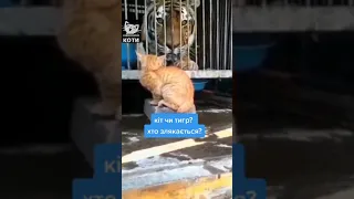 Кот против тигра