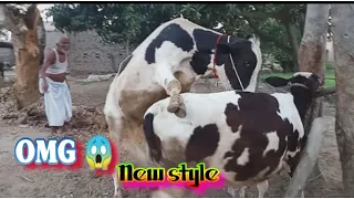 OMG! Cow meeting New style 2020 dairy farm