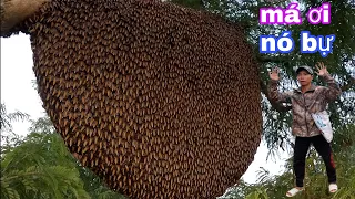 #763. Chinh Phục Tổ Ong HÃI HÙNG Bầu Mật Khủng Khiếp. Conquer the Beehive Ask the Giant Honey