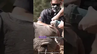 Rhino life after cut there horn #animals #viral