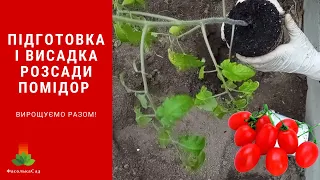 Підготовка і висадка розсади помідор. Як садити томати.