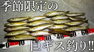 夜の工業地帯で釣れるシロギスがデカすぎました…