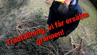 Trädfällning går fel, vi får ersätta grannen!