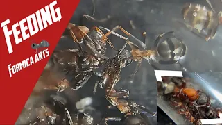 Feeding my Formica ants! |Formica sanguinea/rufibarbis/fusca|