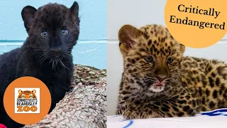 Rare adorable baby Amur Leopards born at the zoo