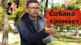 Собака хромает, возможные причины