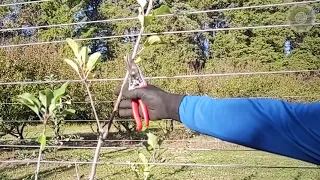 Cultura da Maçã: CONDUÇÃO das plantas JÓVENS.