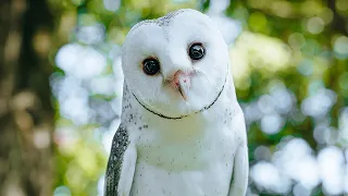 Hand-rearing a barn owl chick