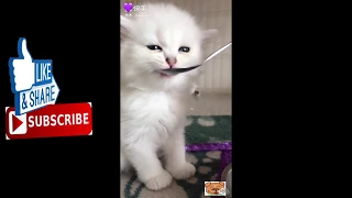 Amazing cute cats funny jokes Compilation 2019 #2