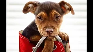 A Dog's Way Home Trailer Song (Aloe Blacc - Wake Me Up)