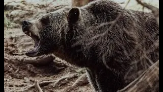 This Grizzly Stalked It's Victim's Rescuers