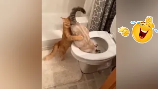 Best Funniest Cats video🤣 - try not to laugh 😹😹