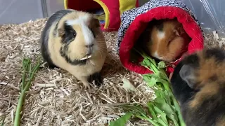 Guinea pigs can be mean