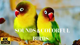 Birds 4K: Relaxing Bird Sounds and Calming Music/ Birds Chirping/ Stress Relief