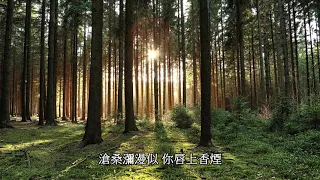 兄妹Cover 百年樹木