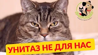 Почему не стоит приучать кошку к унитазу / 10 причин не приучать кота к унитазу