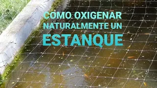 COMO SE OXIGENA EL AGUA DE UN ESTANQUE #carpaskoi #carassius