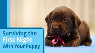 Surviving Your Puppy's First Night at Home