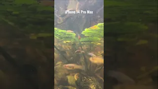 Underwater Video Test - iPhone 14 Pro Max vs Galaxy S22 Ultra vs Pixel 7 Pro