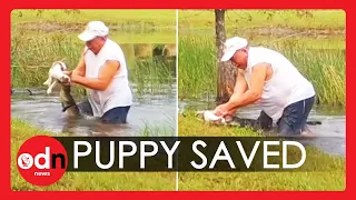 Dramatic Video as Man Rescues Puppy from Alligator’s Jaws in Florida