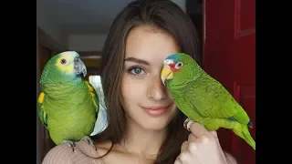 Смешные и забавные попугаи 🔴Подборка Приколов С Попугаями