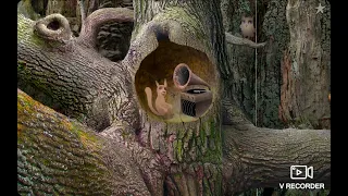 Полное прохождение Samorost 1 (без комментариев).