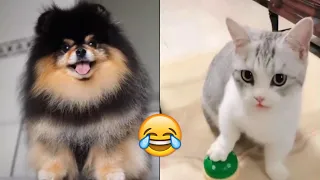 Funny Pet Videos: Funny Animals Videos for 2022