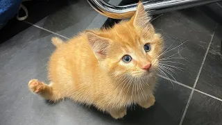Poor kitten with Twisted Legs but Happy to Zoom on All 4 Paws