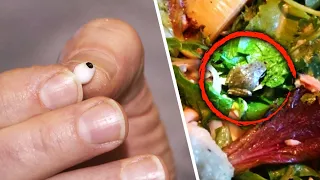 The Most Bizarre Things People Found Hiding in Their Food