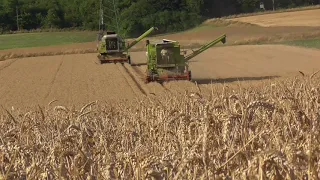 Weizen dreschen 2018 mit Claas Dominator 76 und 85