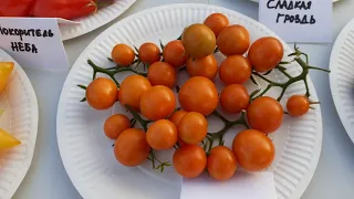 Презентация сортов томатов черри.