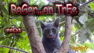 RoGeR on TrEe ... #01                           (: Cute Cat Funny Caturday Cats Relax Tree :)