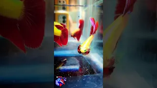 Glow Koi Delta Tail Betta 💚❤️ | Madurai Betta Boy 🙏