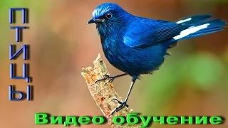 Птицы. Видео обучение. Пение птиц. Учим птиц. Названия птиц. Голоса птиц. Звуки птиц.