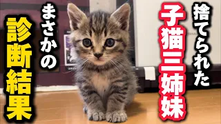 保護した子猫三姉妹を病院に連れて行ったらまさかの診断結果が…