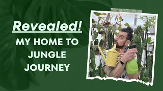 How I Created a Rare Plant Paradise Inside My Home: My Houseplant Jungle Journey