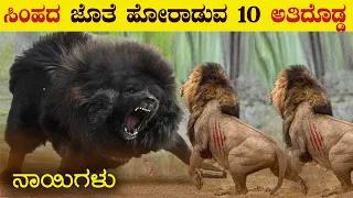 ಪ್ರಪಂಚದ 10 ಅತಿದೊಡ್ಡ ನಾಯಿಗಳು | Top 10 Biggest Dogs in the World | Dangerous Dogs | VismayaVani