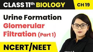 Urine Formation : Glomerular Filtration (Part 1) | Class 11 Biology/NEET/AIIMS