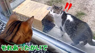 寒波に備えて湯たんぽ入りダンボールハウスを野良猫にあげてみた