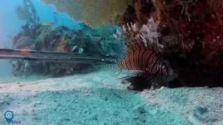 Grouper eating a lionfish