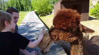 Killer alpaca bites 4 year old