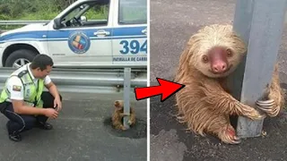 Cop Saves Tiny Terrified Sloth Stuck On A Highway! 🥰