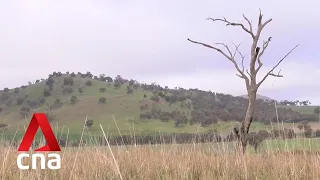 New EU deforestation law has wider impact on countries beyond region, including Australia