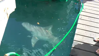 Shark In Lahaina Hawaii.