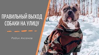 Правильный выход с собакой на улицу | Радик Аксанов